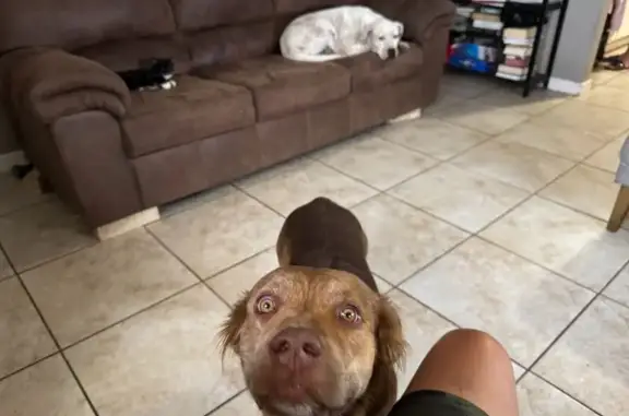 Missing dog Dallas, photo: Lost male dog, West Florida Avenue, 1203, Midland, Dallas