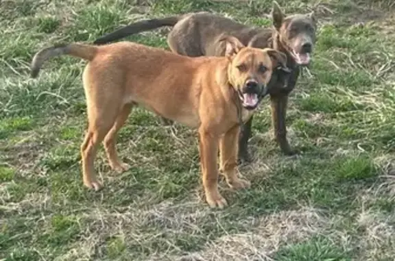 Lost dog, Arlington: greyish/dark brindle with shepherd liked ears - photo