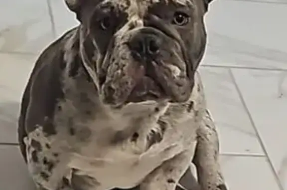 Lost female dog, Irving, Dallas - young pitbull mix - photo