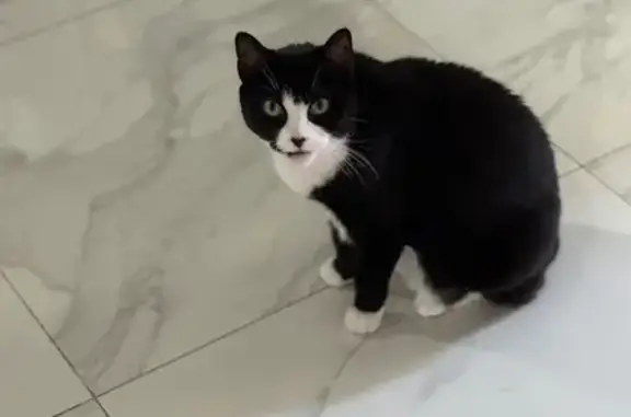 Lost female cat, Lanesboro Court, Clermont - black and white with no tail - photo