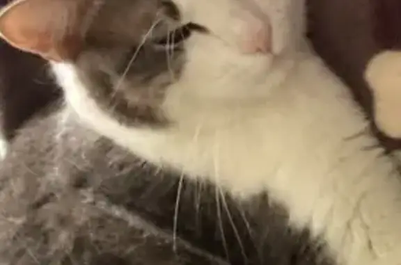 Chat perdu, Rue Jean Brachard, 3, Compiègne - Minette tigrée blanche - photo