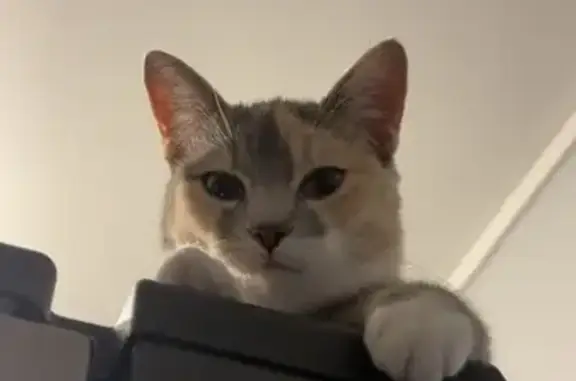 Chat perdu, Rue Camille Claudel, 15, Lécousse, Paris - femelle sociable - photo
