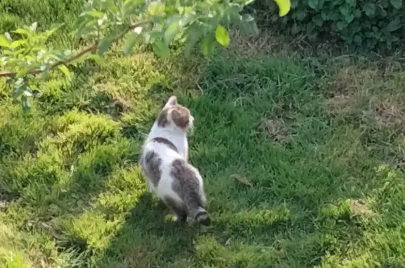 Animaux trouvés Caden, photo: Trouvé Chat, Impasse des Genêts, Caden - blanc et gris, peureux