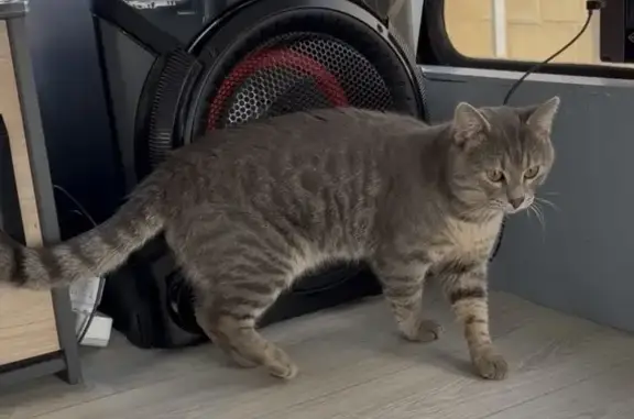 Perdu chat mâle, La Frette, Tergnier - photo
