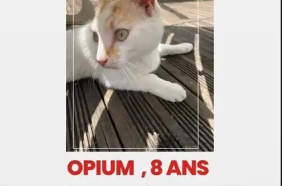 Perdu chat mâle, Rue Marx Dormoy, Cenon - blanc et un peu de roux - photo