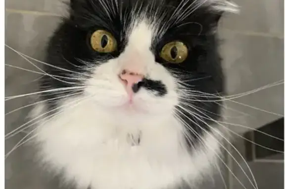 Animaux perdus Marseille, photo: Chat perdu, Moussac, Marseille - femelle douce mais peureuse