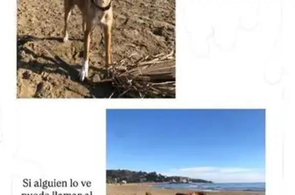 Perdido perro masculino, Barcelona, el Clot - color mestizo marrón - photo