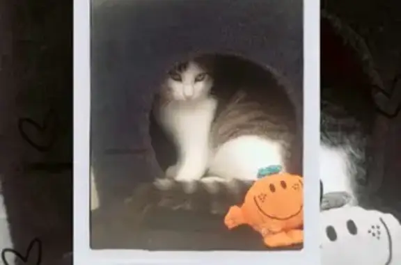 Perdu chat homme, Ruffec, Paris - blanc et gris - photo