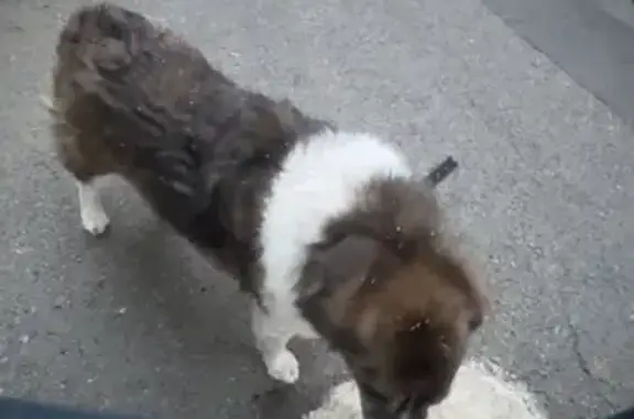 Animaux trouvés Langogne, photo: Chien trouvé, Rue du Collège, Langogne