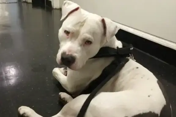 Lost male dog, Compton, California - blue nose pit bull - photo