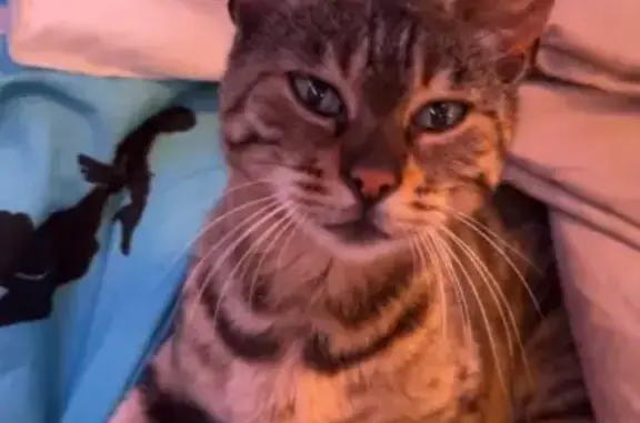 Lost female cat, Colby, Norwich - friendly Bengal - photo