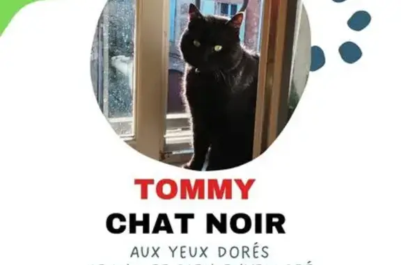 Animaux perdus Gaillac, photo: Perdu Chat homme, Rue Cavaillé Coll, Gaillac - noir avec collier bleu