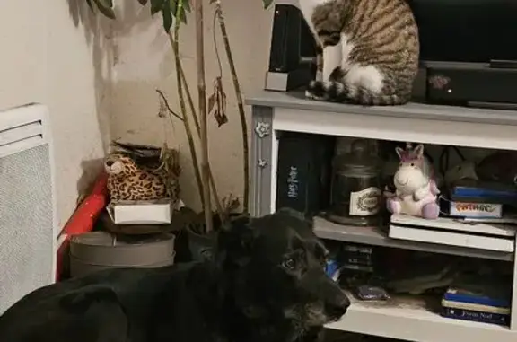 Animaux perdus Bordeaux, photo: Perdu chat mâle, Impasse de la Chênaie, 1, Le Barp - jeune et svelte
