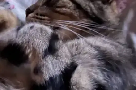 Animaux perdus Paris, photo: Perdu chat mâle, Rue du Moulin, Boran-sur-Oise - démarche étrange