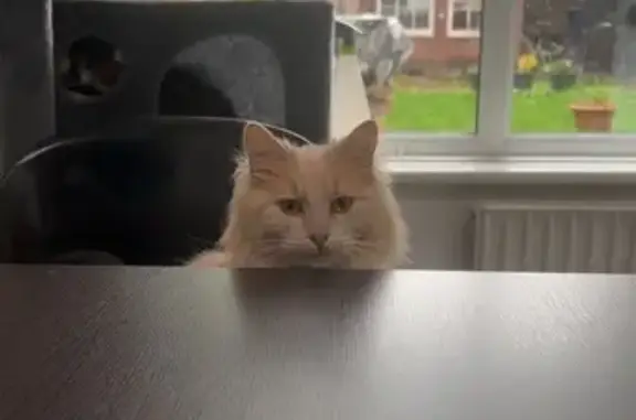 Lost male cat, Southbury Road, Enfield - cream and white with a black collar - photo