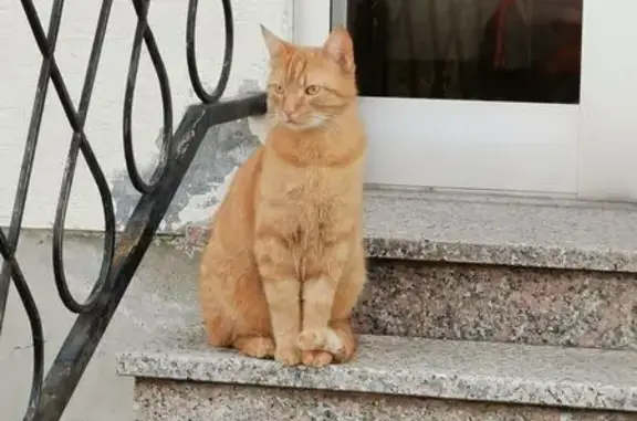 Animaux perdus Paris, photo: Chat perdu, Rue de Peyrehorade, 2, Saint-Louis, Paris - Simba, chat roux