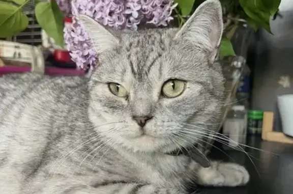 Animaux perdus Champhol, photo: Chat perdu, Chartres, Centre-Val de Loire - mâle British Shorthair