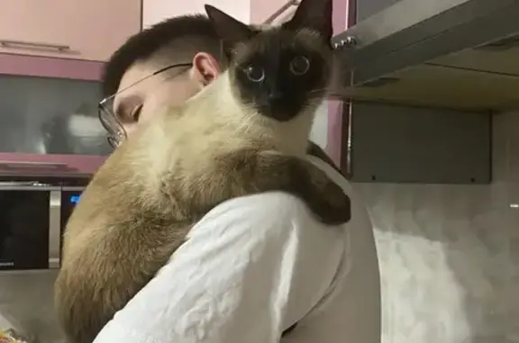 Зник кіт, вулиця Геофізиків, 1, Київ - сіамський ручний котик - photo