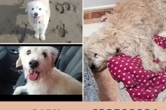Perdido perro macho, Calle Teresa Berganza, 37, Estación de Cártama, Alhaurin de la Torre - blanco y mayor - photo
