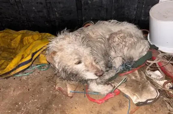 Animaux trouvés Huriel, photo: Trouvé chien femme, D412, Viplaix, Huriel - très sociable