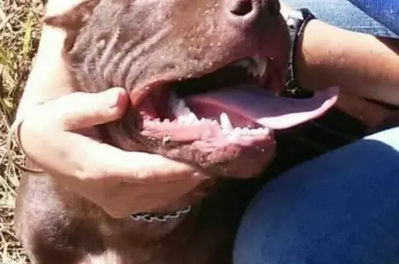 Cachorro perdido (brl002531) - photo