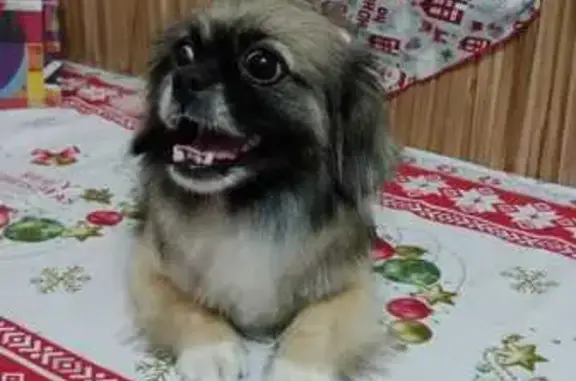 Cachorro perdido Fêmea (brl002532) - photo