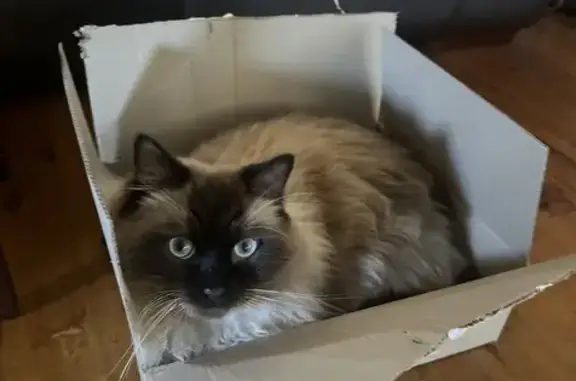 Missing cat Liverpool, photo: Lost male cat, Keys Place, Liverpool - chocolate point ragdoll
