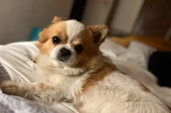 Animaux perdus Saint-Christophe-du-Ligneron, photo: Chien perdu, Le Pouillet, Saint-Christophe-du-Ligneron - Kenzo, 11 ans