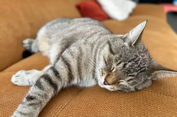Animaux perdus Le Mas-d'Agenais, photo: Chat perdu, Chemin des Petits Champs, Le Mas-d'Agenais - tigre avec reflets roux