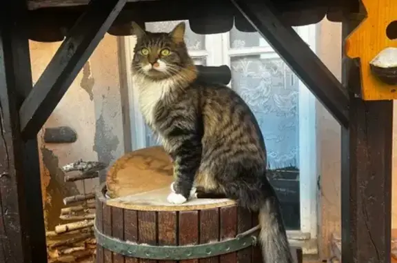Chat perdu, Rue des Chèvres, 17, Ittenheim - Bandit, craintif mais câlin - photo