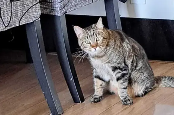 Gato desaparecido Fêmea (brl002533) - photo