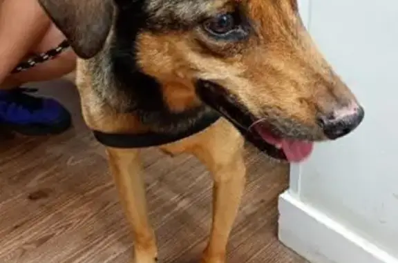 Cachorro perdido Macho (brl002534) - photo