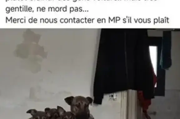 Animaux perdus Agen, photo: Perdu Chien Femme, Rue du Docteur Camille Bru, Agen - Vicky, malinoi marron