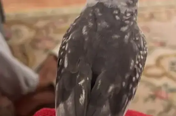 Perdido ave macho, Calle Pedro Nogueroles Roche, Alcantarilla - canta la cucaracha - photo