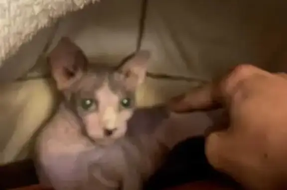 Perdido gato masculino, Calle Rafael Alberti, Algeciras - castrado y cariñoso - photo