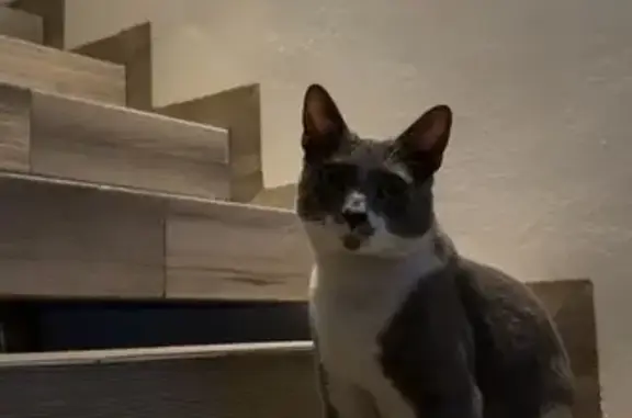 Perdido gato macho, Avenida Ce...