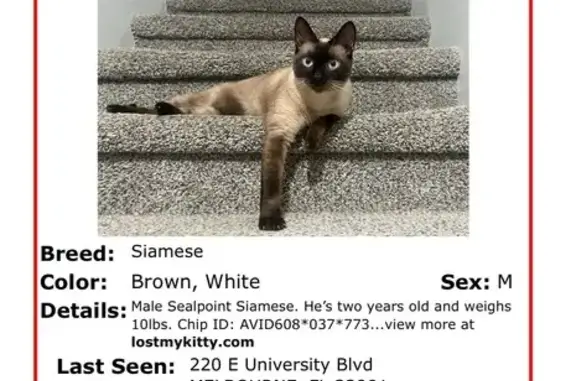 Missing cat Melbourne, photo: Lost male cat, East University Boulevard, Melbourne