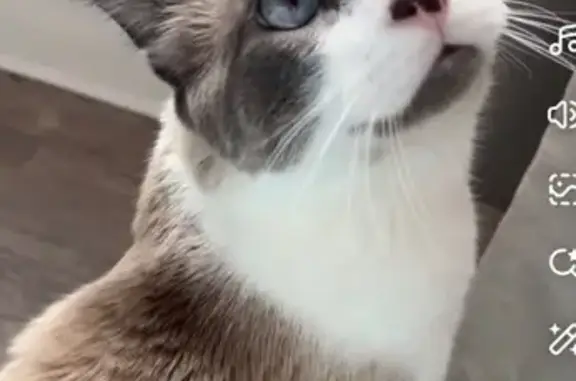 Lost male cat, Portmarnock Court, Peyton - small and thin with blue eyes - photo