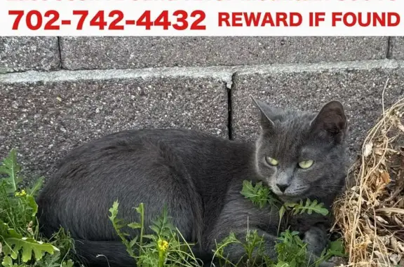 Lost female cat, Sport of Kings Avenue, Henderson - small and all grey - photo