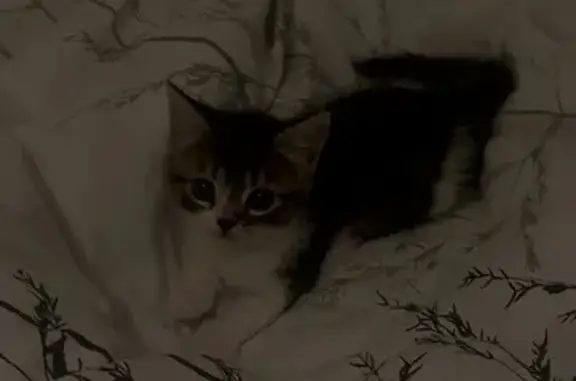 Lost female cat, Ives Road, Colnbrook - British shortbread, fluffy - photo