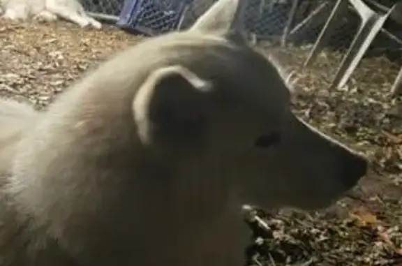 Lost male dog, West Stuenkel Road, Frankfort - white husky - photo