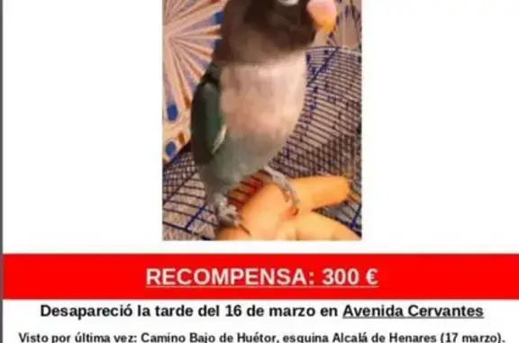 Perdido ave masculino, Calle Alcalá de Henares, Granada - azul, cabeza negra y pecho blanco - photo