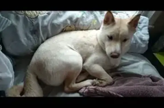Lost male dog, Byrams Ford Road, Kansas City - cream coat, pointy ears - photo