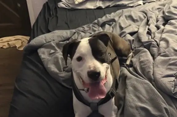 Lost male dog, North Milton Street, Rensselaer - black and white with shock collar - photo