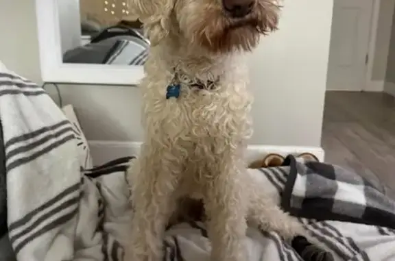 Lost female dog, Ginger Ridge Lane, Glen Carbon - white labradoodle - photo