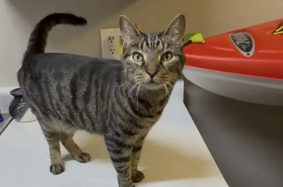 Lost male cat, Orchard Hills Drive, Jeffersonville - black & brownish/gray tiger-like stripes - photo