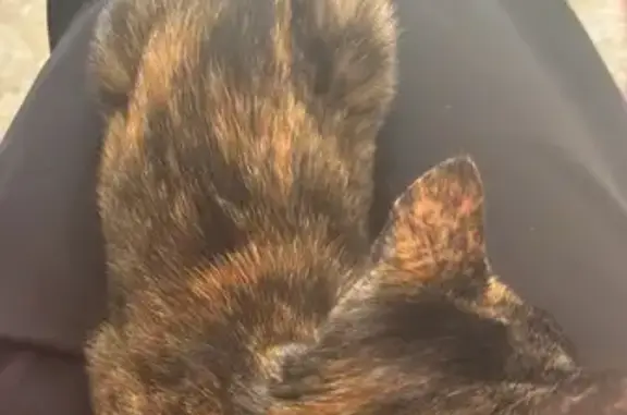 Lost female cat, Forward Street, Rockingham - 8 months old - photo