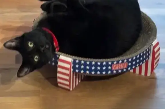 Lost female cat, Outlook Drive, Mission - pure black with a red collar - photo