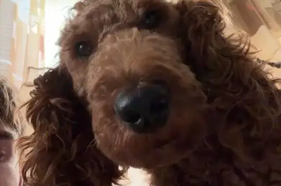 Lost female dog, East 22nd Street, Brooklyn - beige and friendly - photo