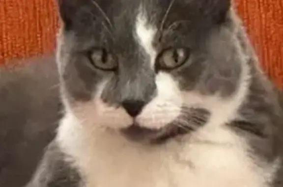 Lost female cat, Lakeview Avenue, Richmond - gray and white with clipped ear - photo